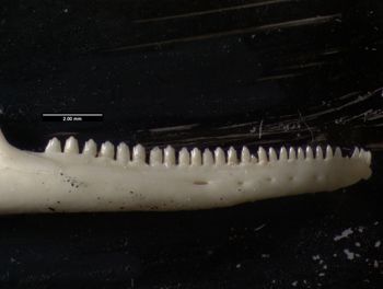 Media type: image;   Herpetology R-137300